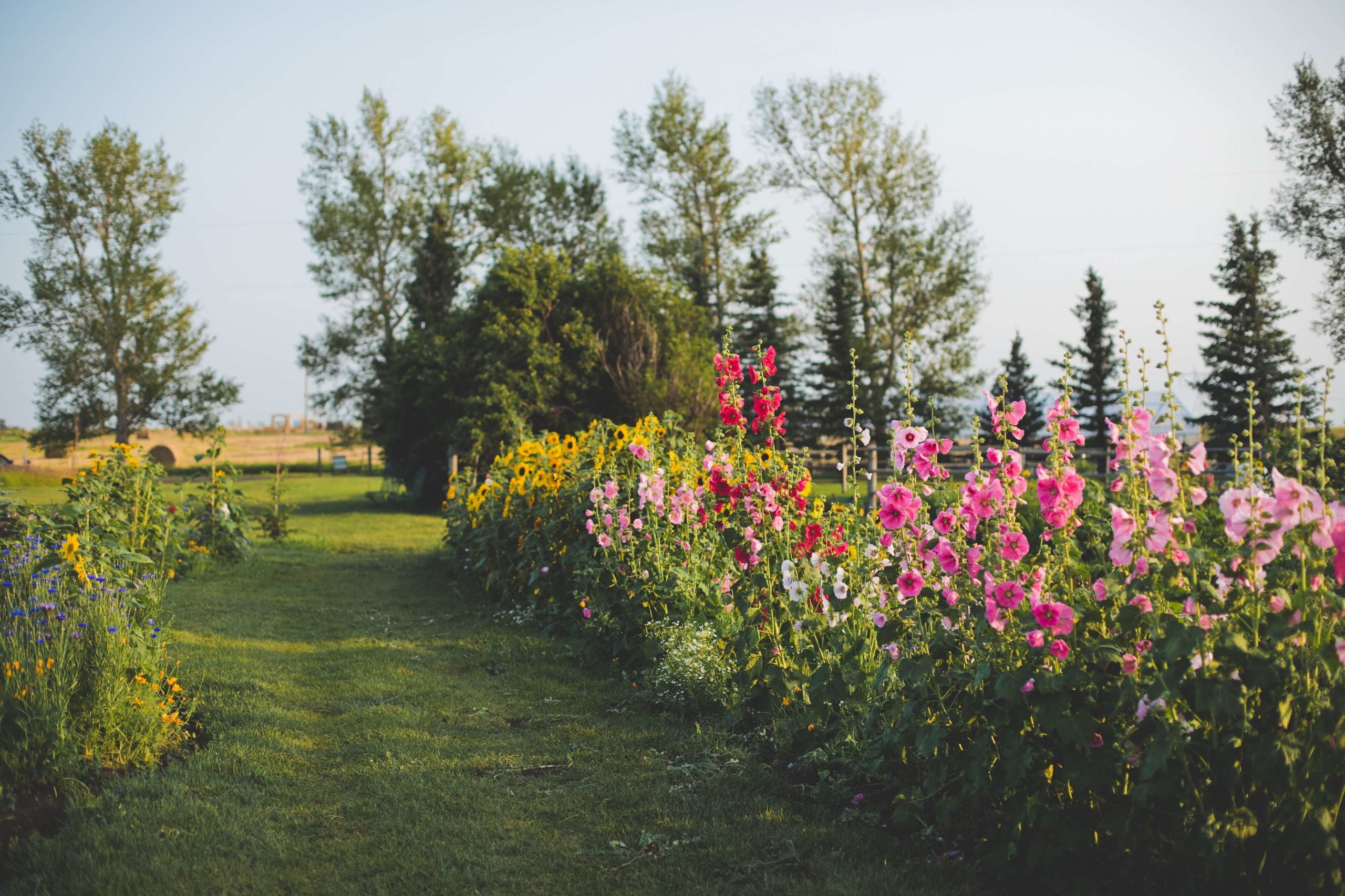 A garden full of colorful flowers in the middle of a Calgary field.