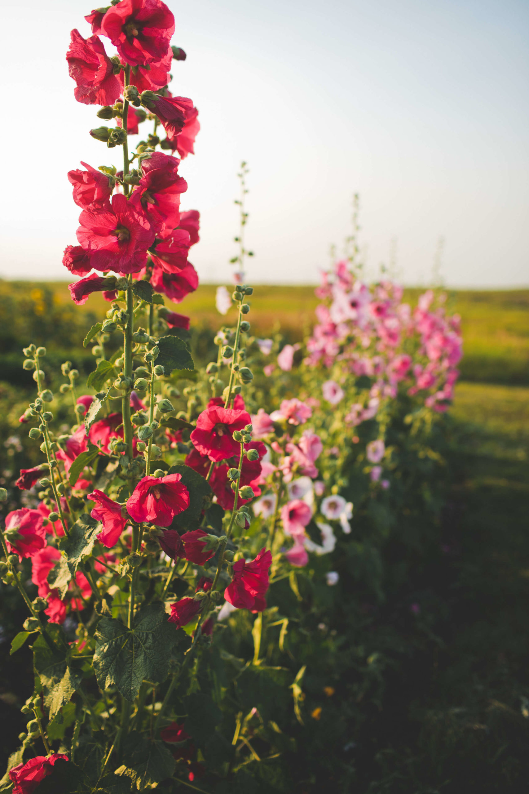 Red and pink flowers in a field.