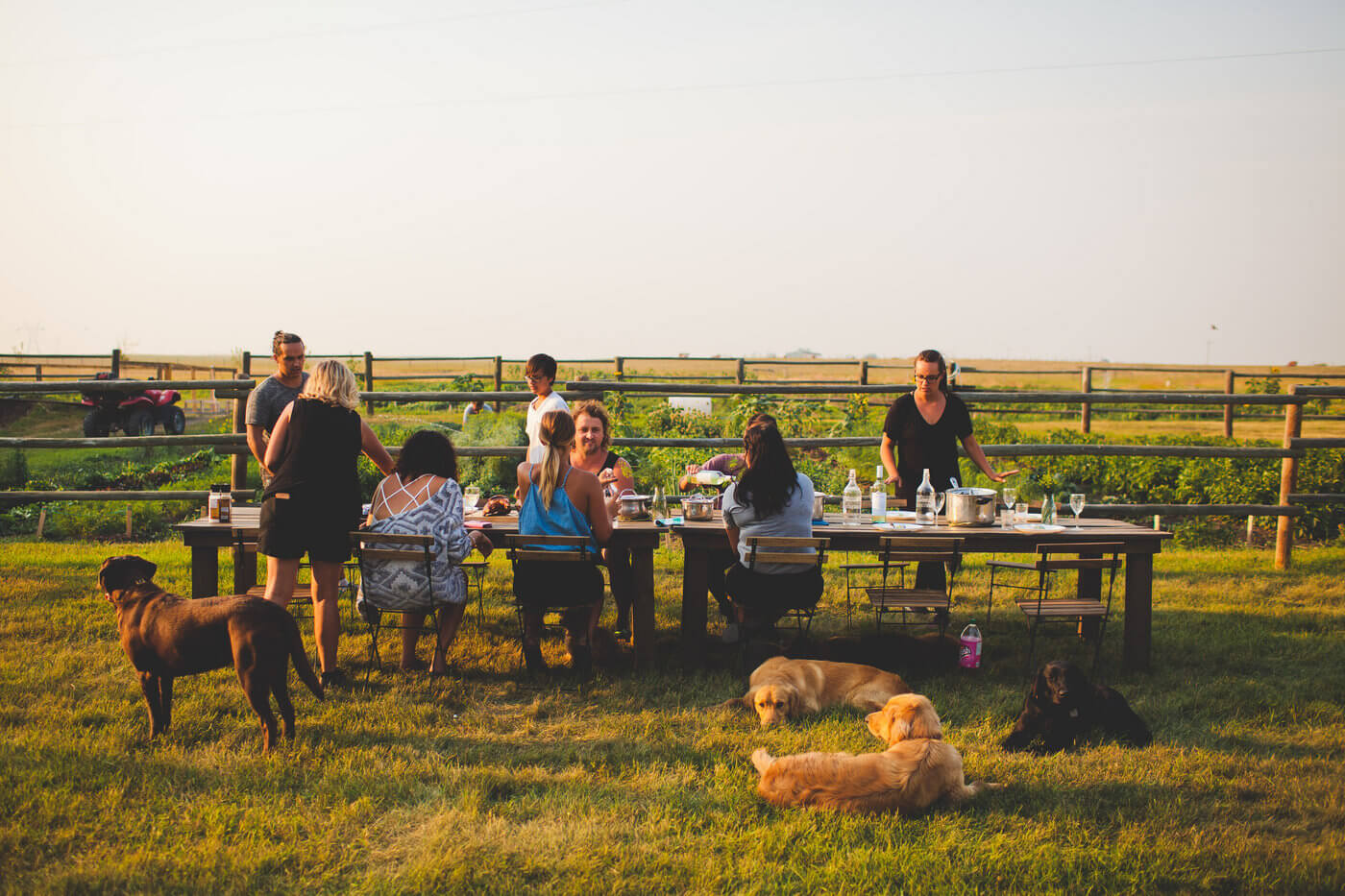 A gathering of people and dogs sitting around a table in a field, enjoying their meal together.