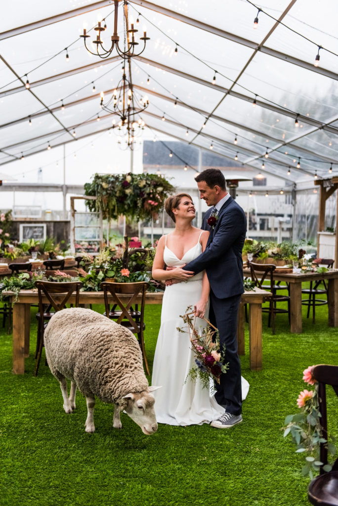 a couple standing in a clear tent decorated with greenery and posing with a lamb farm animal