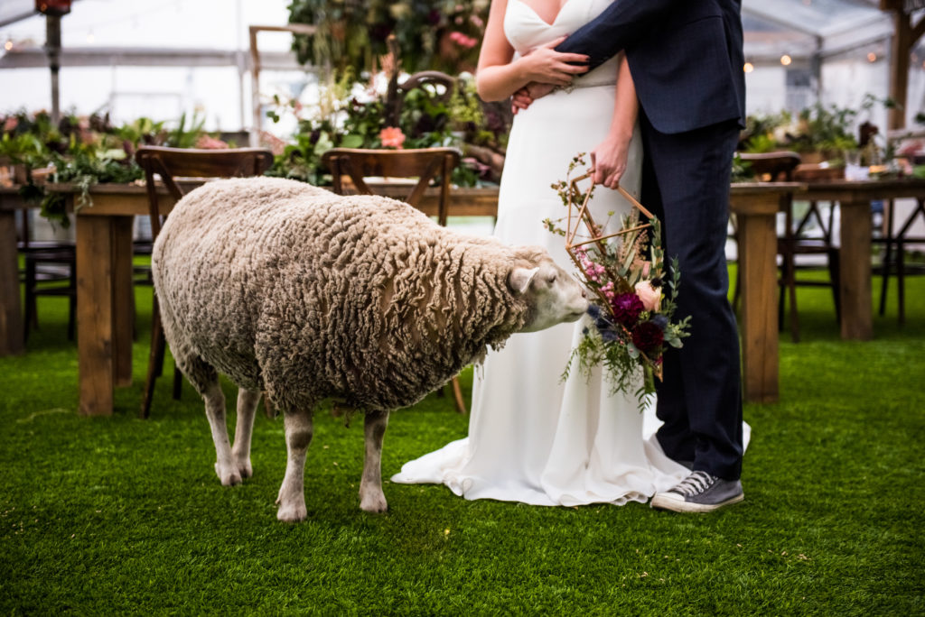 farm animals in a wedding! A large sheep smells a brides wedding bouquet at this eco friendly wedding shoot