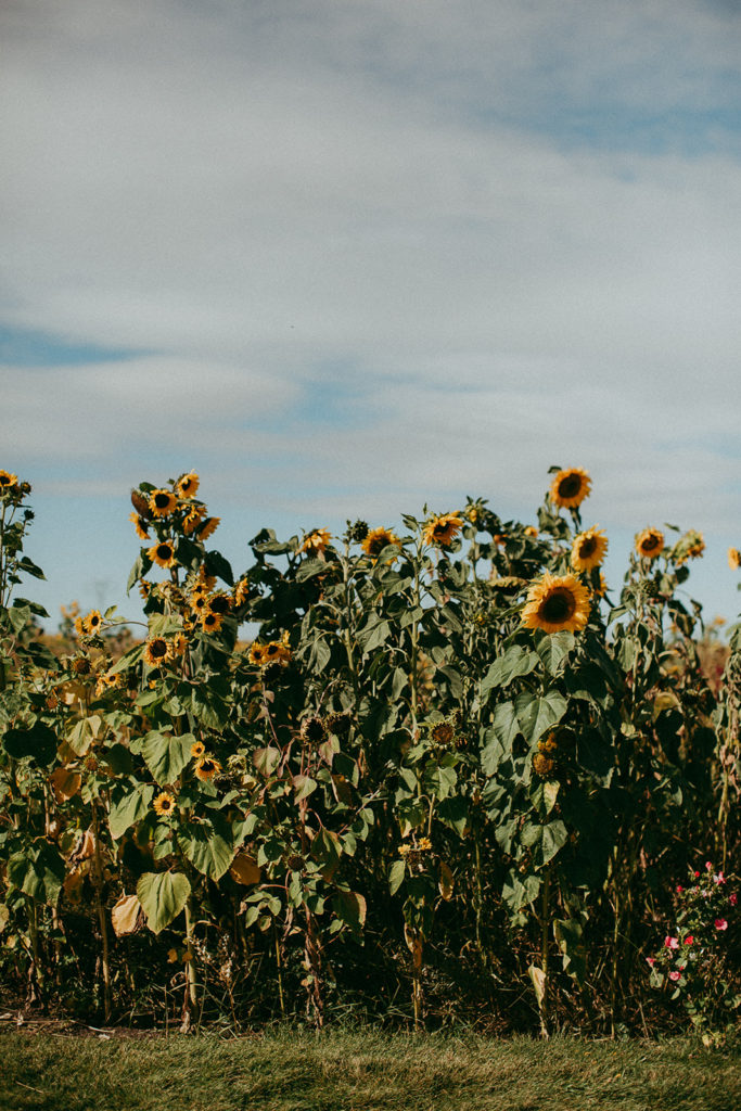 large sunflowers stand on the edge of a garden with a light blue sky in the background