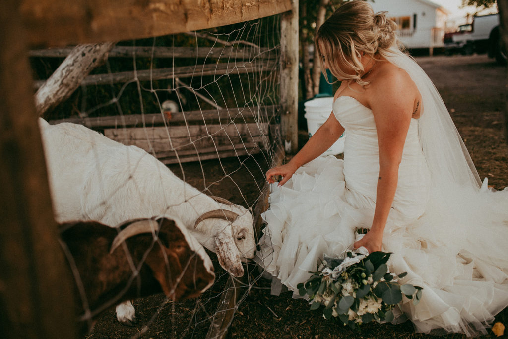 the farm goats nibble at the bottom of the brides wedding dress as she kneels down beside them