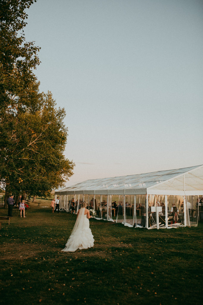 bride walks towards her reception which is held in a clear tent venue in the prairies of alberta, canada