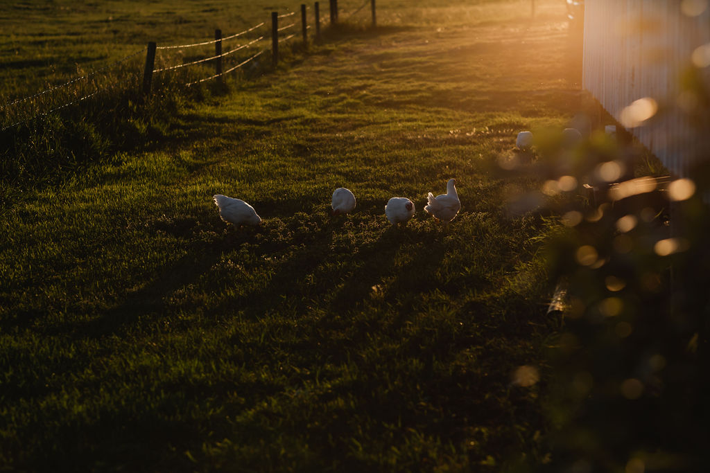A group of chickens walking in a grassy field.