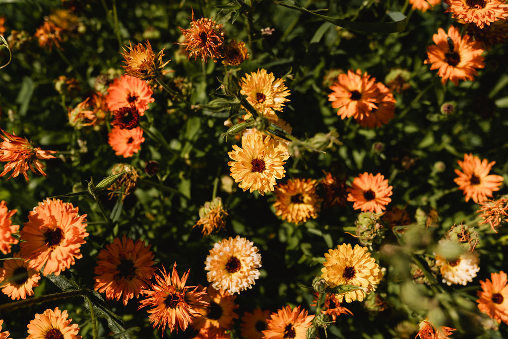 A group of orange and yellow flowers.