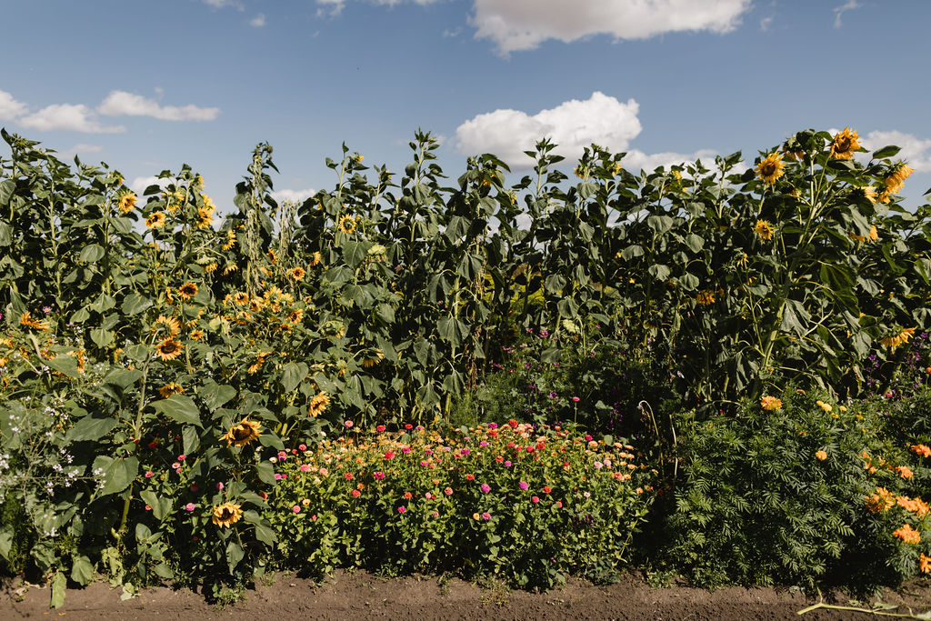 A row of sunflowers in a field.