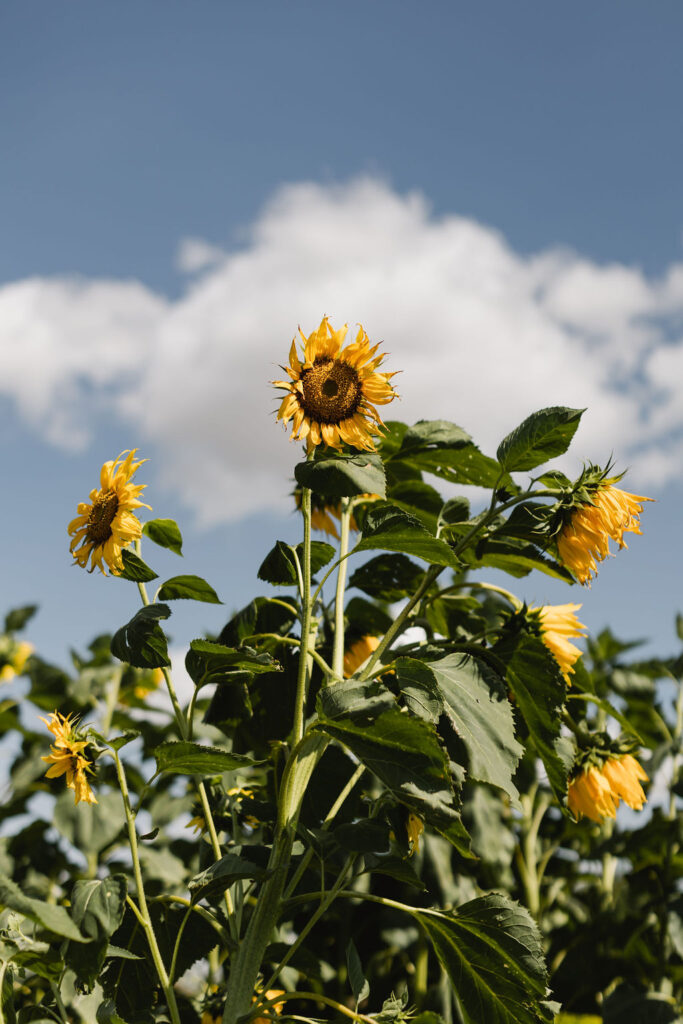 A sunflowers growing in a field.