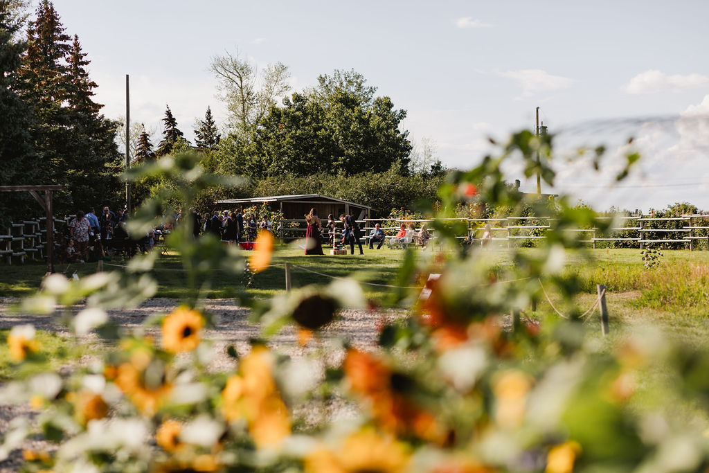 A wedding at a farm with sunflowers in the background.